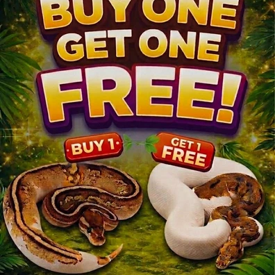 Ball Python Mixed Sex Ball Python - unknown for sale from Js Royal pythons