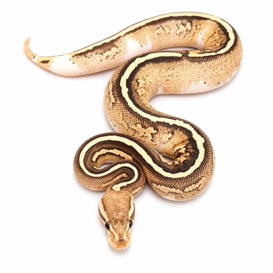 Black Pastel Cinnamon Orange Dream Pied Het Clown Ball Python - female for sale from Js Royal pythons