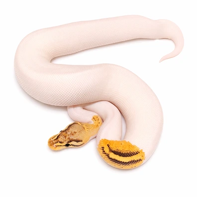 Fire Orange Dream Pied Het Clown Ball Python - male for sale from Js Royal pythons