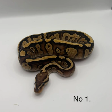 Cypress Yellow Belly Red Stripe Het Clown Het Pied Ball Python - male for sale from Js Royal pythons
