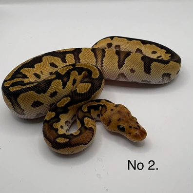 Leopard Cypress Clown Poss Red Stripe Het Pied Ball Python - male for sale from Js Royal pythons