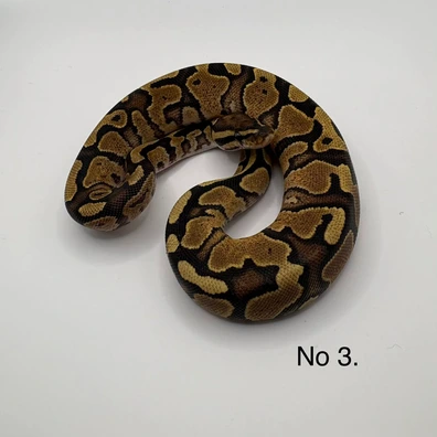 Orange Dream Het Pied Ball Python - female for sale from Js Royal pythons