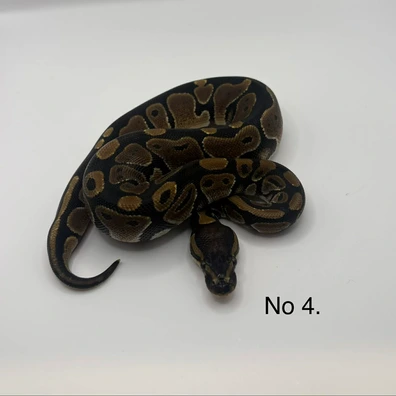 Het Lavender Het Pied Ball Python - female for sale from Js Royal pythons