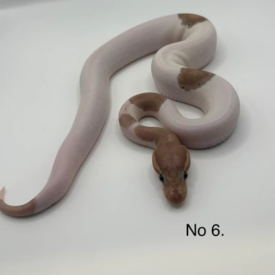Black Pastel Banana Mojave Pied Het Hypo Ball Python - male for sale from Js Royal pythons