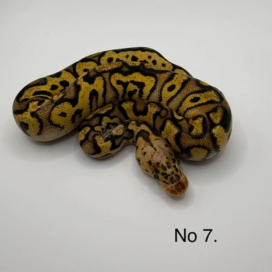 Cypress Pastel Yellow Belly Clown Het Pied Ball Python - female for sale from Js Royal pythons