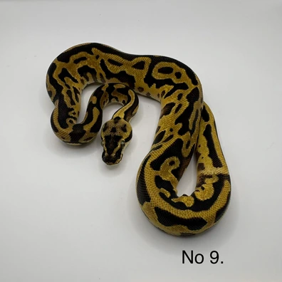 Pastel Super Orange Dream Super Leopard Yellow Belly Het Clown Het Pied Ball Python - female for sale from Js Royal pythons