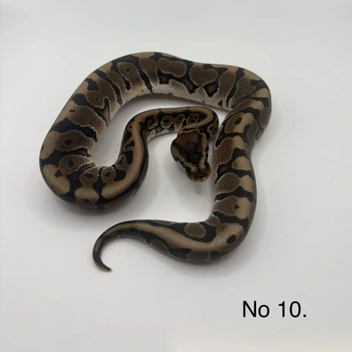 Granite Hurricane Hgw Het Vpi Het Pied Ball Python - male for sale from Js Royal pythons