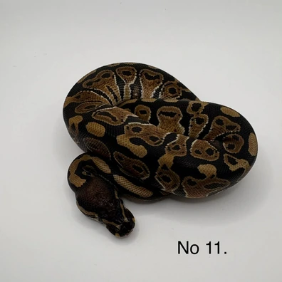 Granite Hurricane Het Vpi Het Pied Ball Python - male for sale from Js Royal pythons
