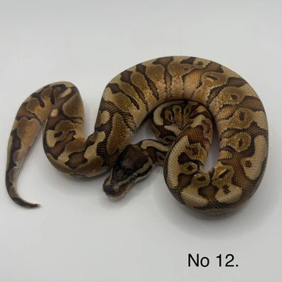 Granite Fader Hurricane Het Vpi Het Pied Ball Python - male for sale from Js Royal pythons