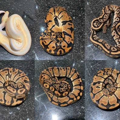 Tri Stripe Group Ball Python - unknown for sale from Js Royal pythons