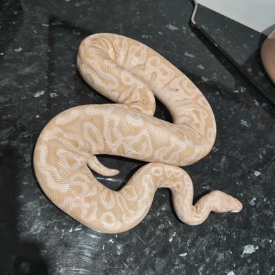 Pastel Banana Granite Fader Hurricane Hgw Poss Het Albino