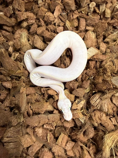 ivory female ball python by sun devil reptiles llc -... Ivory Ball Python by JL3 Reptiles