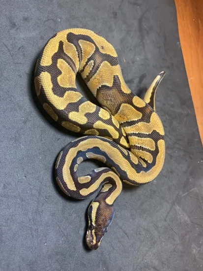 Enchi Arroyo Ball Python by Danner Constrictors