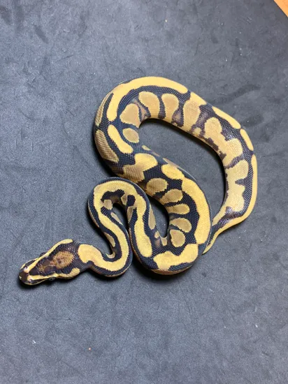 Orange Dream Parkway - Asphalt Specter Ball Python by Danner Constrictors