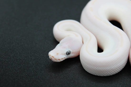 White Diamond Ball Python by Luxury balls
