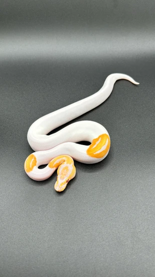 Candy Pied Ball Python by Luxury balls