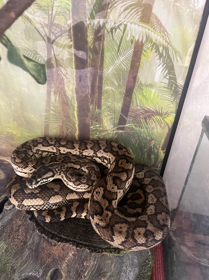 darwin carpet pythons at aar Images High Quality Grahic 5ft Caramel Darwin Carpet Python by Luxury balls