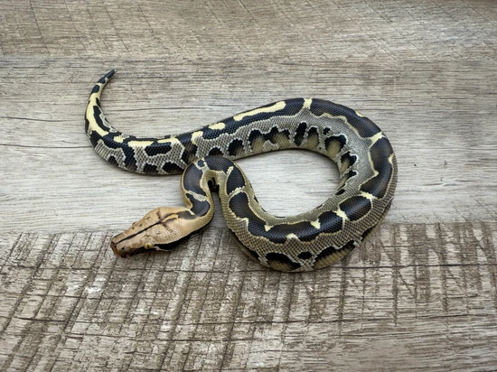 Male Het Blue Ghost Borneo Short-Tailed Python by Castle Reptiles LLC