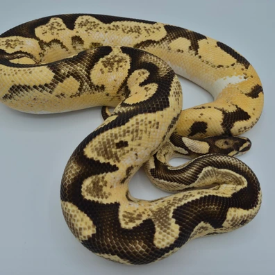 Orange Dream Yellowbelly Calico Poss Disco Ball Python - male for sale from Jon's Royals UK
