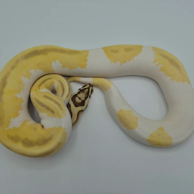 Yellowbelly Fire Pastel Pied Ball Python - female for sale from Jon's Royals UK