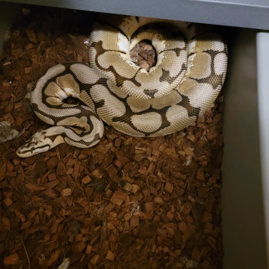 Pastel Spider Het Dg Free Shipping Ball Python by Exotic emporium