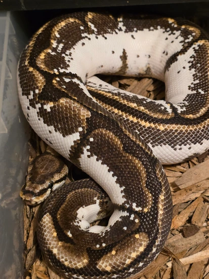 Spider Calico Female Ball Python by Exotic emporium