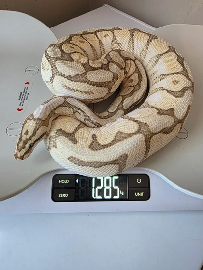 Killer Bee Ball Python by Exotic emporium