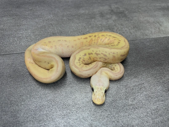 Pastel Scarecrow Ball Python by DCM Reptiles