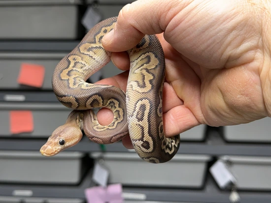 Cypress Chocolate Cinnamon Clown Pos Het Paint Ball Python by DCM Reptiles