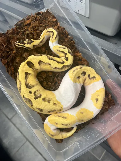 Pastel Fire Enchi Gene X Pied Ball Python by Quick's Constrictors