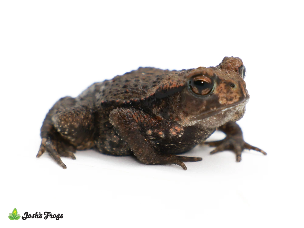 Japanese Common Toad - Bufo Japonicus (Captive Bred) Toads by