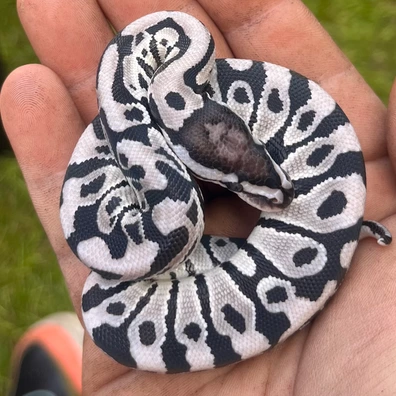 Vpi Axanthic Crypton 50% Het Desert Ghost 50% Het Genetic Stripe Ball Python - male for sale from Prickly Pythons