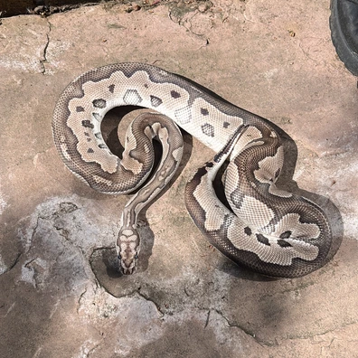 Vpi Axanthic Clown