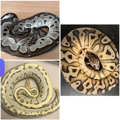 Desert Ghost VPI Axanthic Genetic Stripe Project