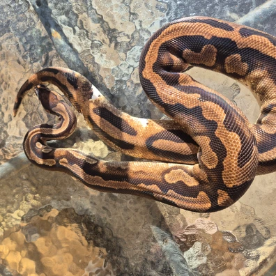 Low White Pied