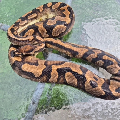 Low White Pied Ball Python - female for sale from Joshua exotic pets