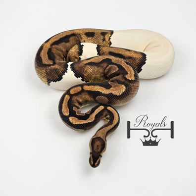 Huge 4.4KG Proven Pied Ball Python - female for sale from JJ Royals