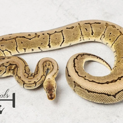 Lemon Blast 100% Het Pied Ball Python - female for sale from JJ Royals