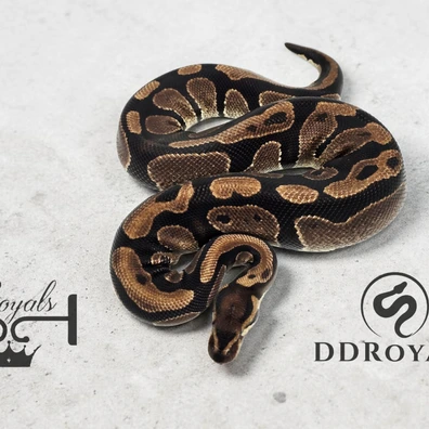 Proven 100% DHet Desert Ghost Pied Ball Python - female for sale from JJ Royals
