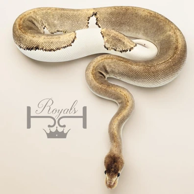 Champagne Cinnamon Poss Het Pied Ball Python - female for sale from JJ Royals