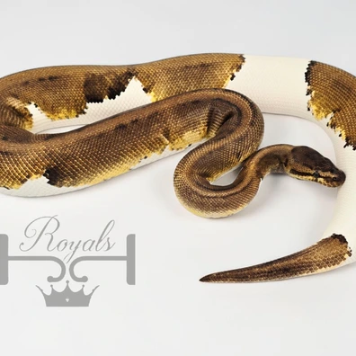 Pinstripe Pied Ball Python - male for sale from JJ Royals