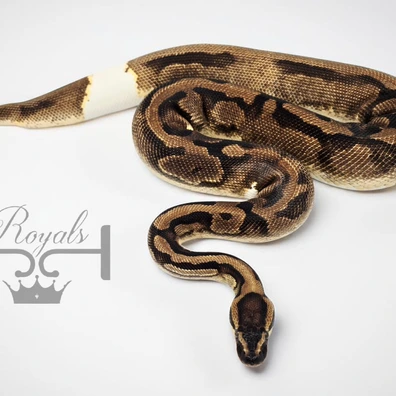 Enchi Pied Ball Python - male for sale from JJ Royals