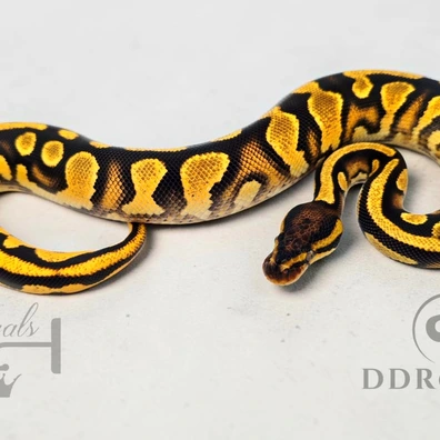 Unusual Kinova Line Super Orange Dream Yellow Belly 100% Het Desert Ghost Possible Het Pied Ball Python - female for sale from JJ Royals