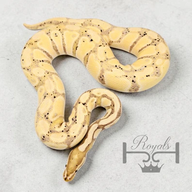 Banana 100% Het Pied Ball Python - male for sale from JJ Royals