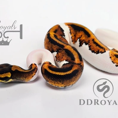 Kinova Line Pumpkin Pied Poss Het Desert Ghost Ball Python - female for sale from JJ Royals