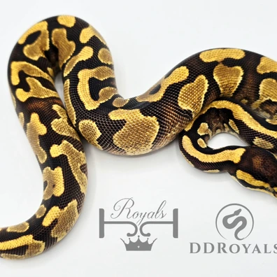 Kinova Line Orange Dream Yellow Belly Poss DHet Desert Ghost Pied