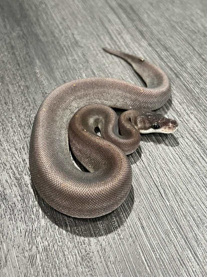 Super Cinnamon Het Hypo Ball Python by Parsons Pythons
