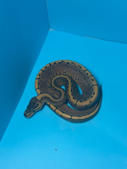 Pinstripe Yellow Belly Ball Python by Perry's Pythons