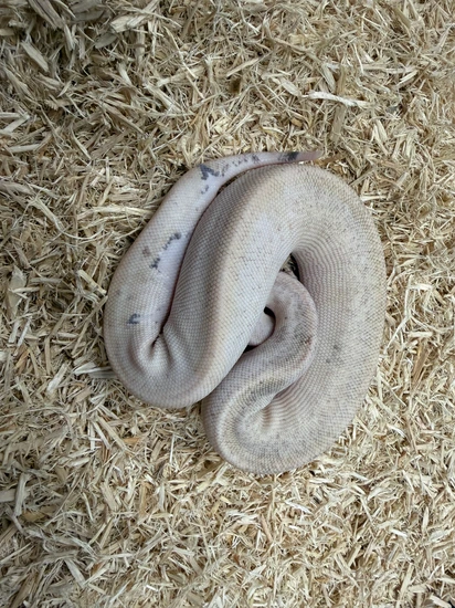 Grey Matter Ball Python by BRB Exotics