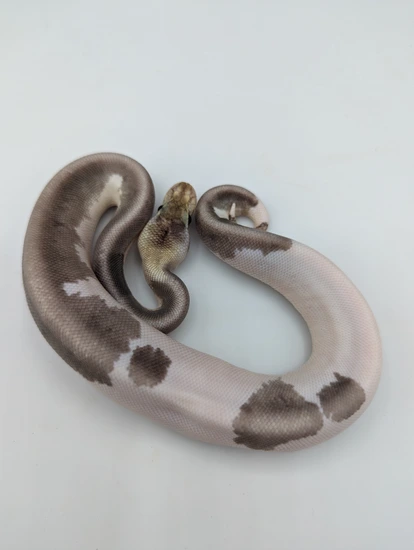 FREE SHIPPING!! Pastel Grey Matter Ball Python by Off The Wall Balls